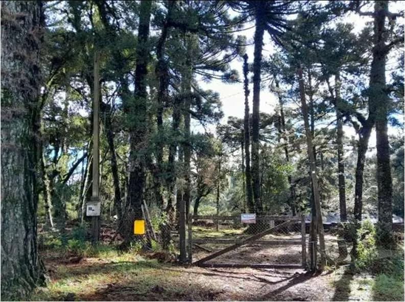Foto da vegetação do lote, com araucárias e sub-bosque
